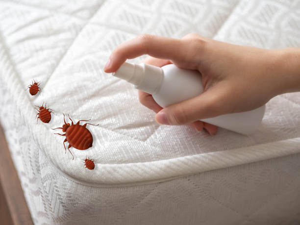 Best Wasp Removal Services  in Lightstreet, PA