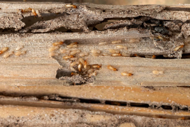 Best Emergency Pest Control  in Lightstreet, PA