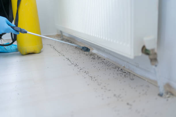 Best Cockroach Control Services  in Lightstreet, PA